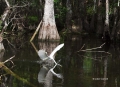 Great-Egret;Egret;Ardea-alba;Big-Cypress;Everglades;Flying-bird;action;aloft;beh